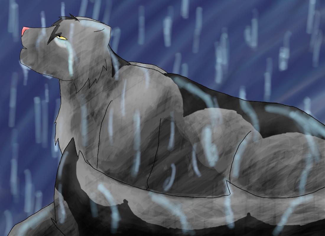 Graystripe in the rain by Wishsayer
