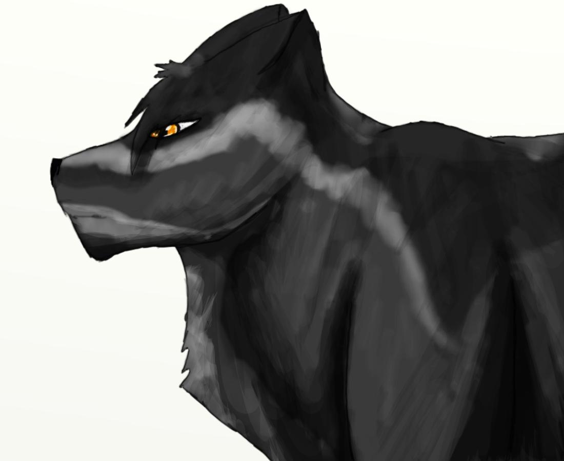 a black/gray wolf by Wishsayer