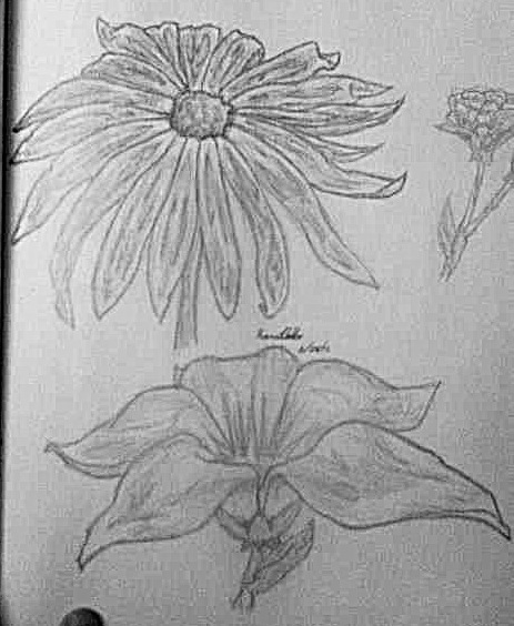 two flowers pencil by Wishsayer