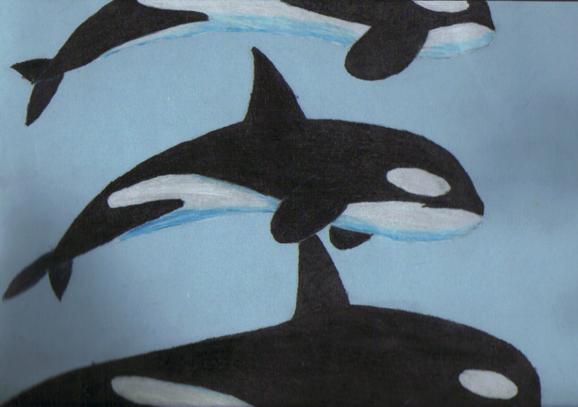Three Orcas by waterbender00