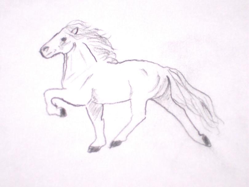 A icelandic horse sketch by wiccantolthorse
