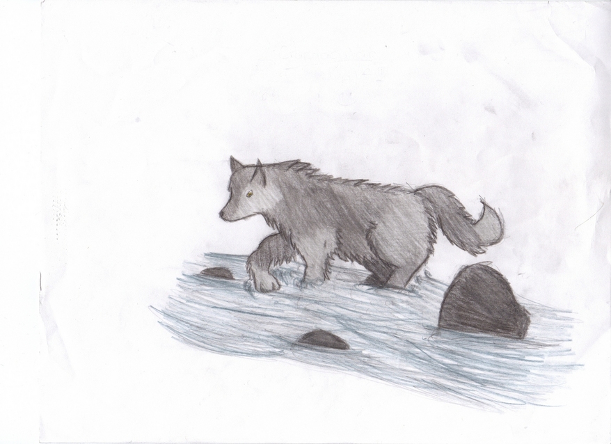 Wolf In Water by wild_spirit