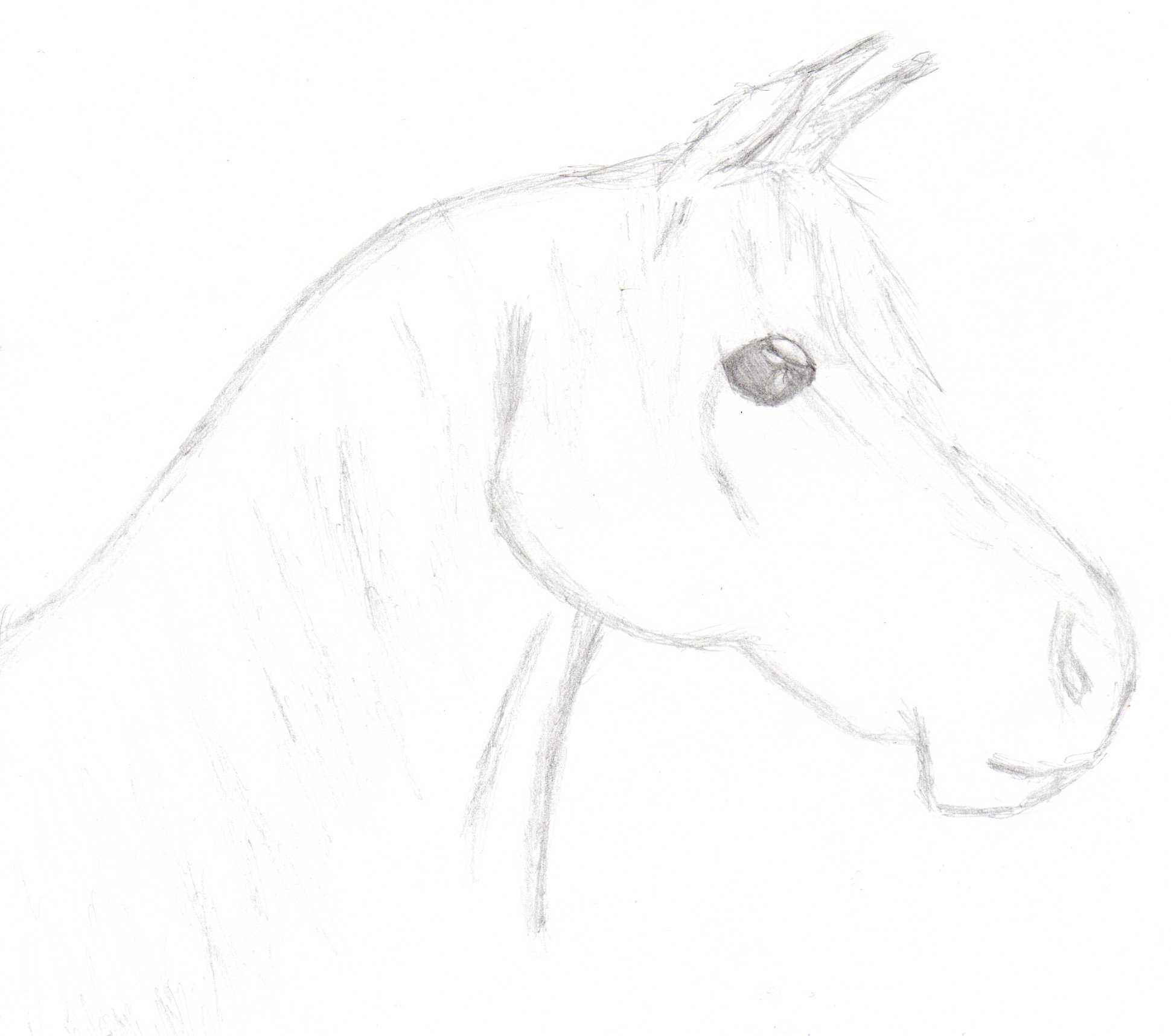 Horse Profile by wild_spirit