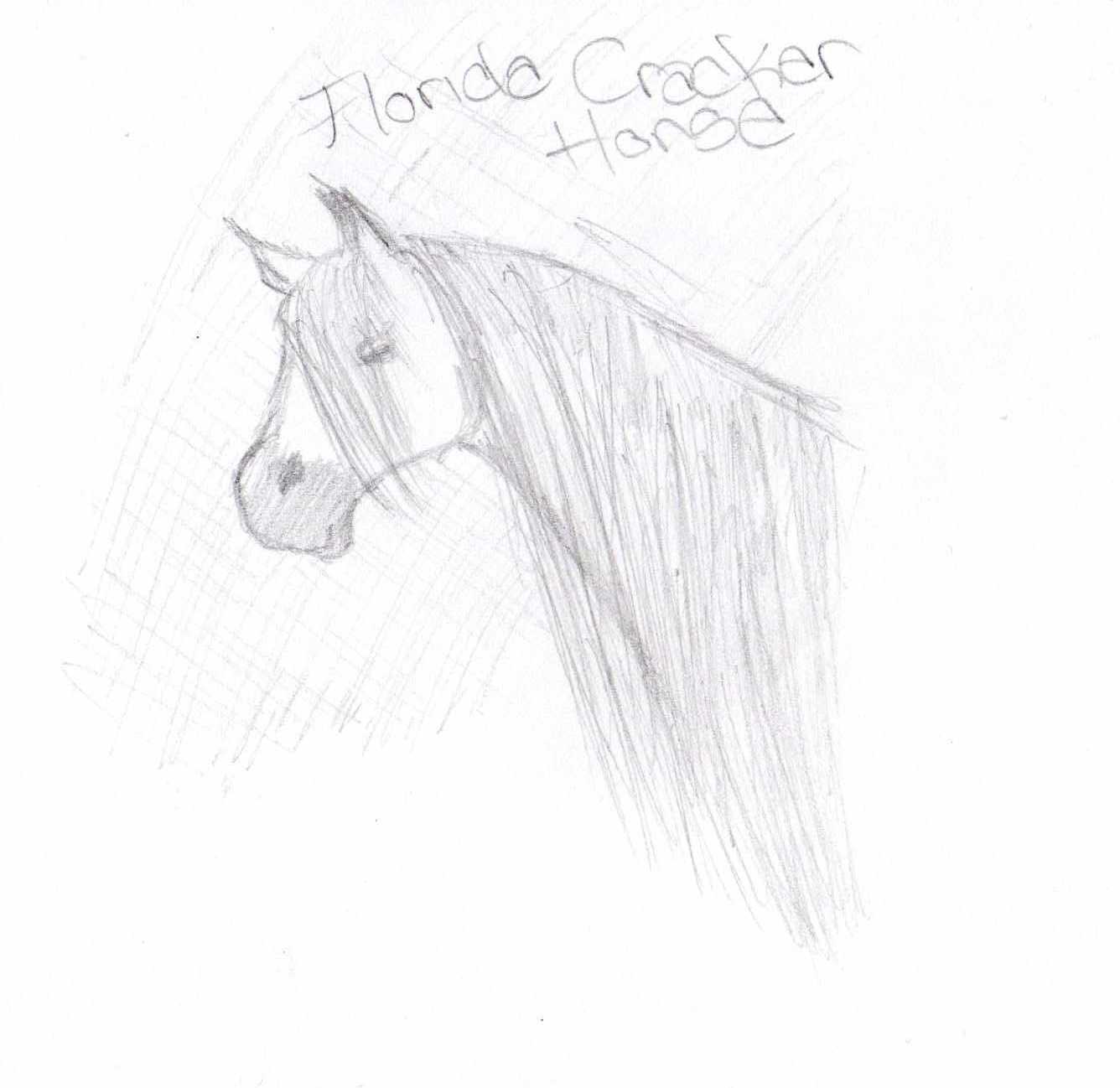 Florida Cracker Horse by wild_spirit