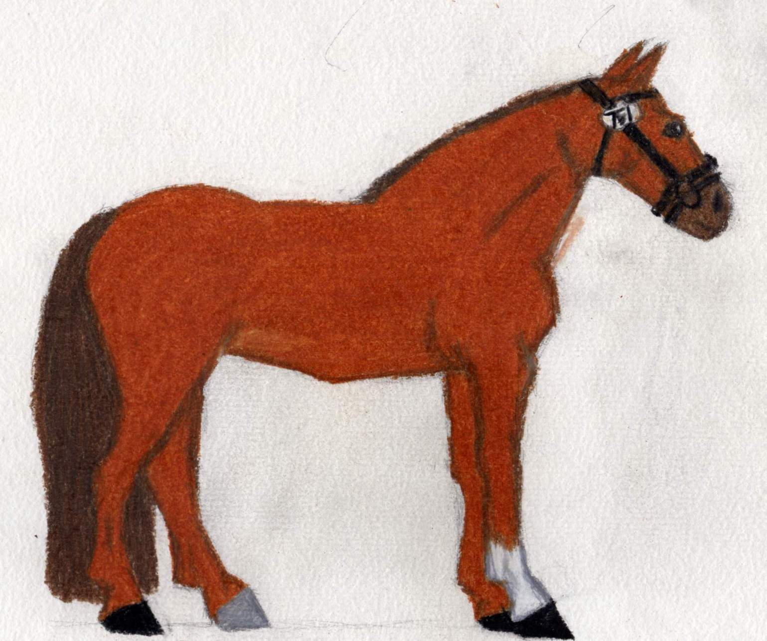 Dressage Horse (Color) by wild_spirit