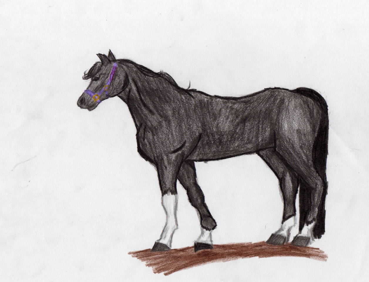 Black Horse by wild_spirit