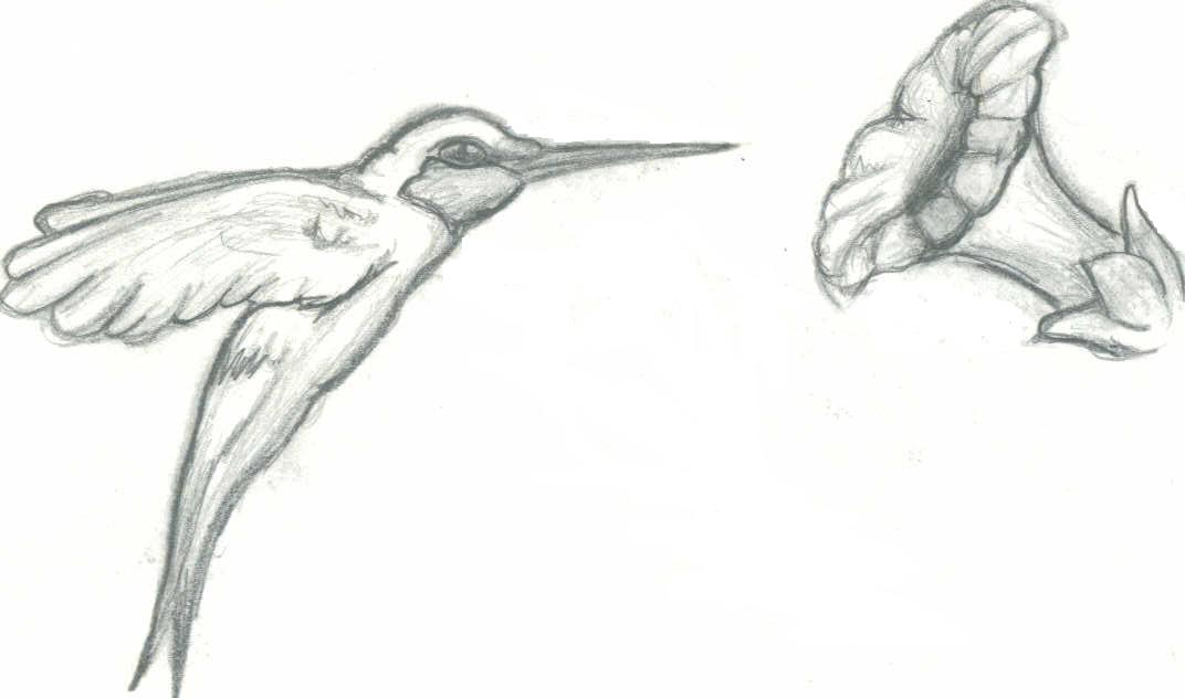 hummingbird by willwolf