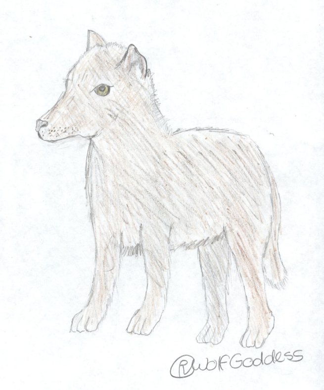 Realistic Wolf Pup by wolf_goddess
