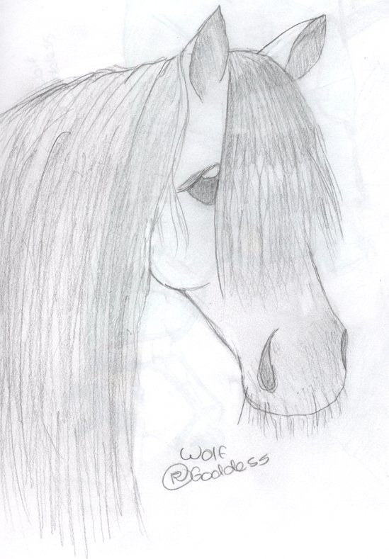 Horse Sketch by wolf_goddess