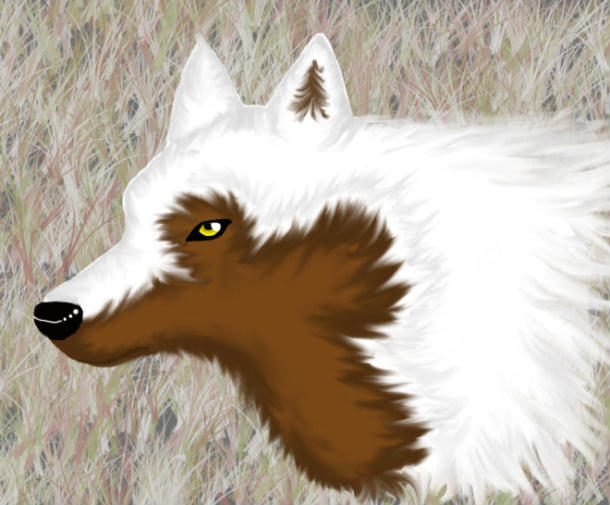 Mistic Wolf by wolfymewmew