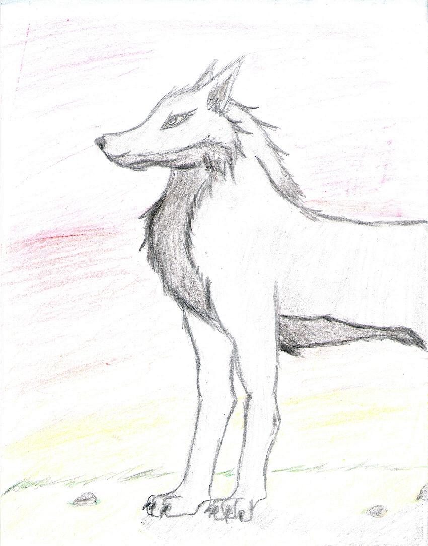 Sunset Wolf by wolverinedeathmaster14