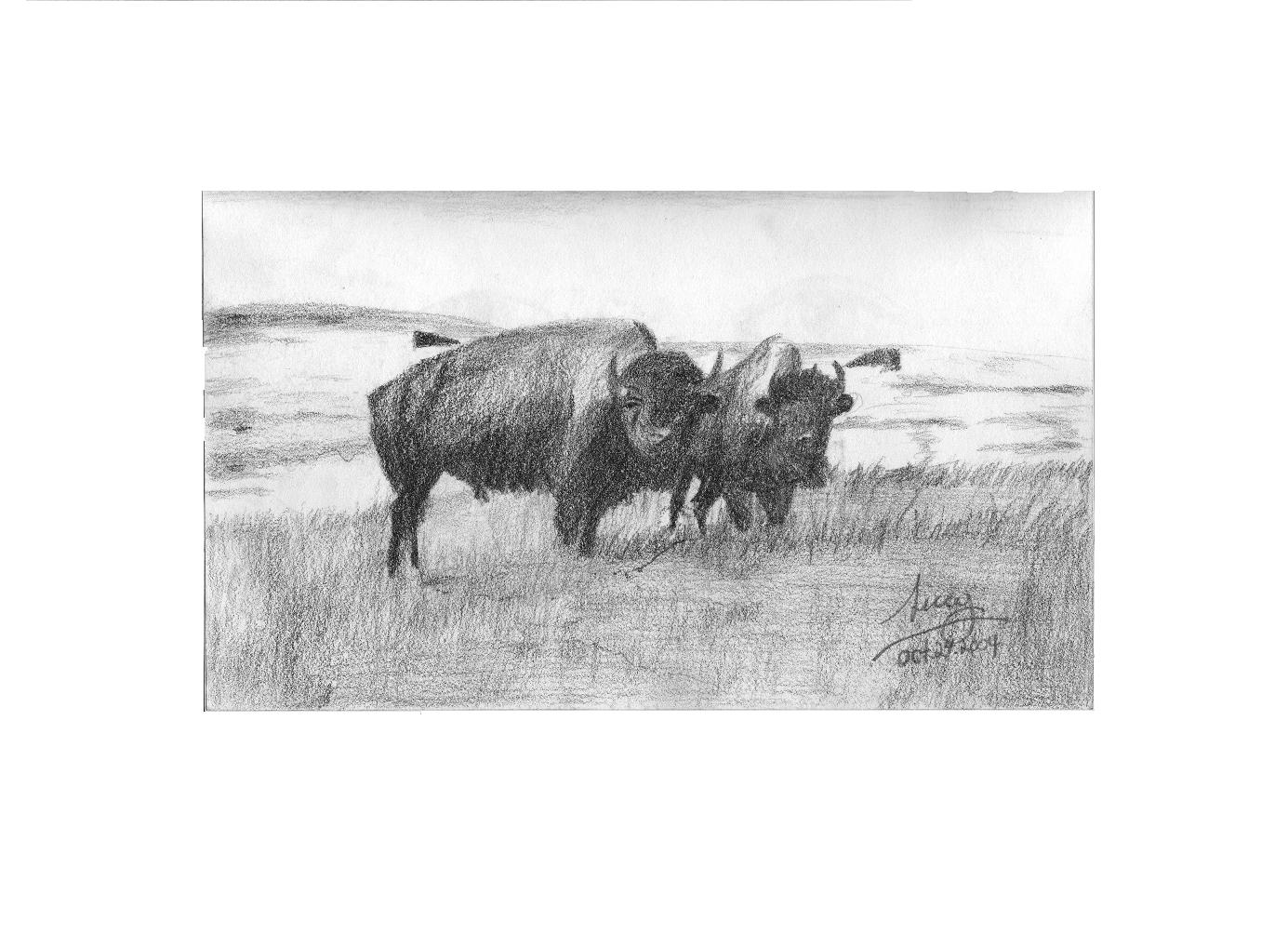 Buffalo by XingXing