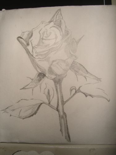 rose by xmailonsundayx