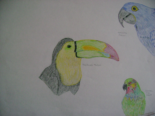 South American Birds by xmarine85