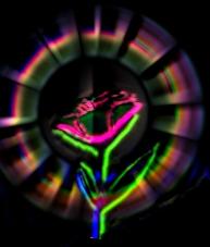 Neon Rose by YoriXYamiForever