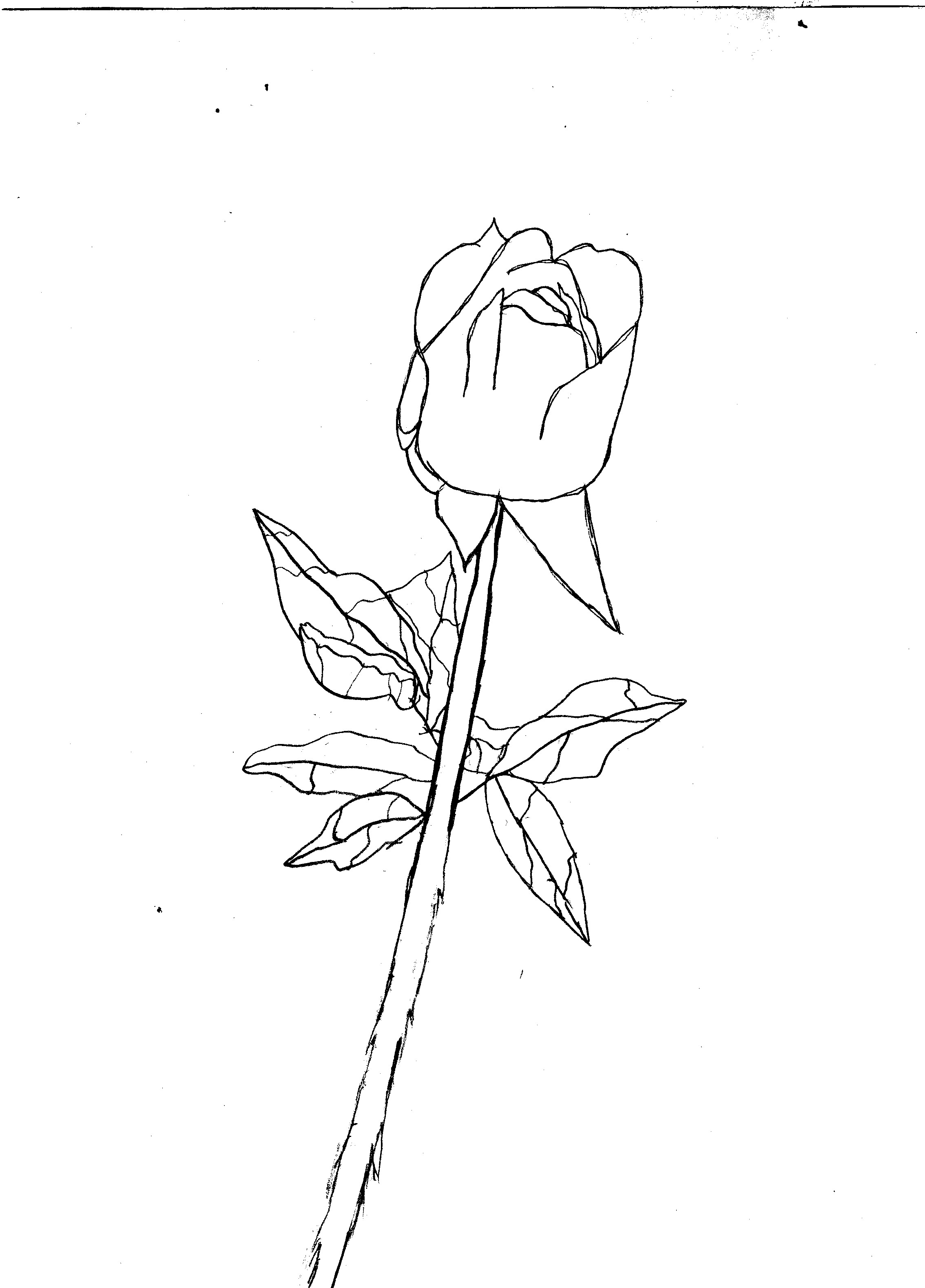 Rose [Gift for Fatal_dreamer] by YuriUsagimaru