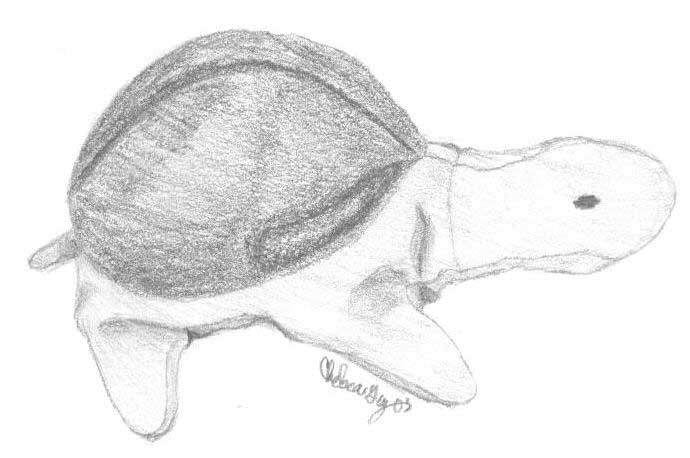 Turtle plushie by Ziran152