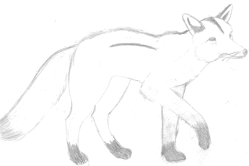 white fox by zamone